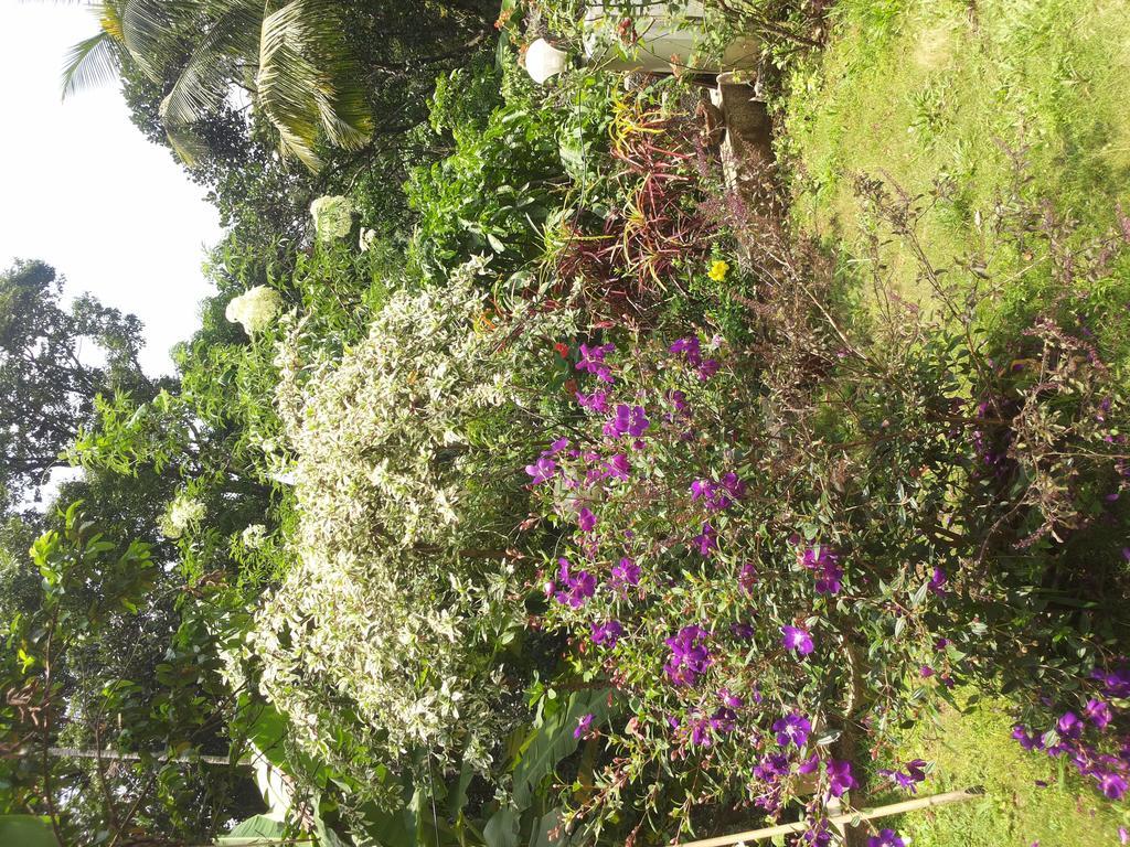 Athens Cottage Munnar Bagian luar foto